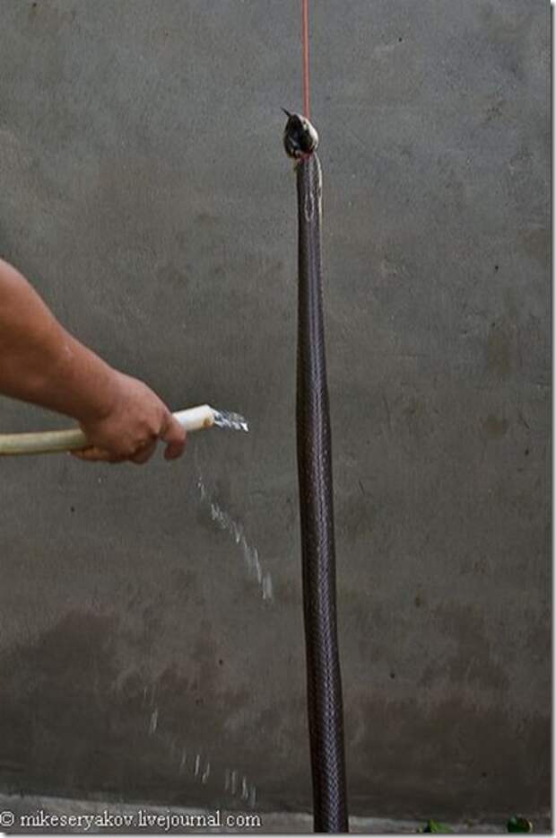 Extreme-cocktail-of-Thailand_5_(www.funnypagenet.com)