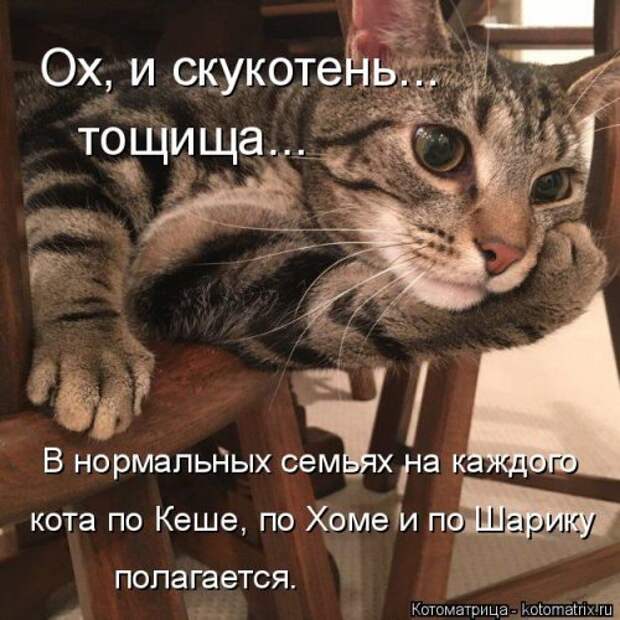 Свежая котоматрица на Бугаге (37 фото)
