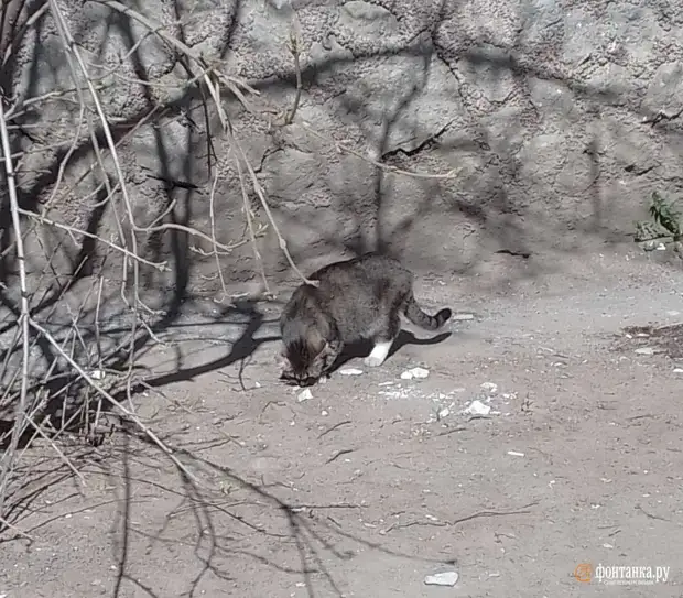 Дом летающих бутылок. «Фонтанка» искала, кто сбросил из высотки стеклянную банку на голову ребенку