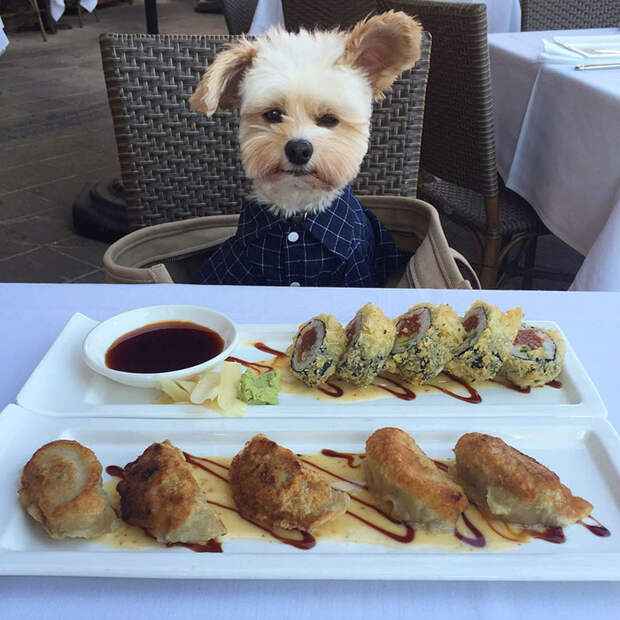 Popeye The Foodie Dog