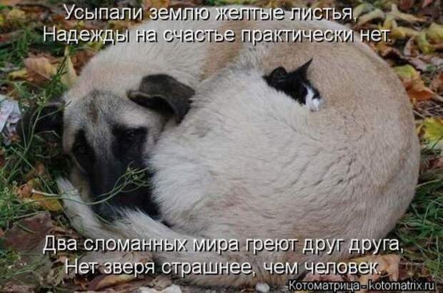 Котоматрицы (картинки с надписями)