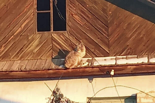 Chita.Ru: рысь забралась на крышу дома в Урульге в Забайкальском крае