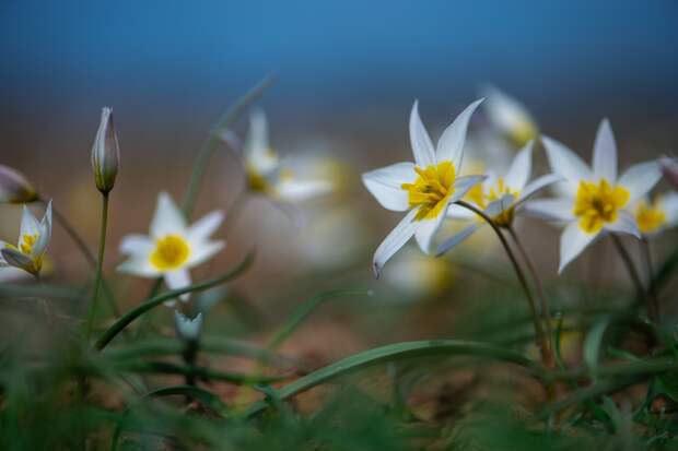 Записки астраханского натуралиста. Дикое цветение апреля