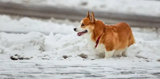 Депутат МГД Козлов: Своевременная вакцинация собак и кошек необходима для сохранения их здоровья