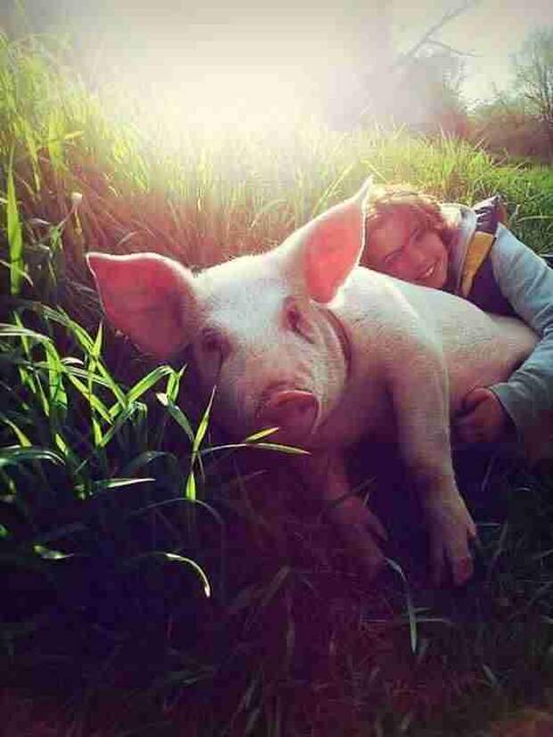 Ontario pig with girl raising her for slaughter