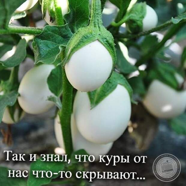 Куры от нас что-то скрывают