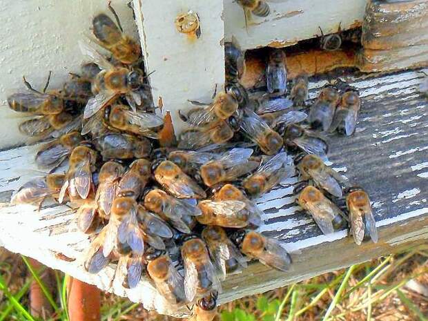 Выгоняя трутней из улья, работяги автоматически обрекают их на холодную смерть. Так как внутри пчелиного дома температура выше, чем за его стенами, трутни попросту замерзают с первыми осенними заморозками.  