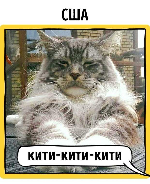 Как в разных странах подзывают кошек животные, коты, прикол
