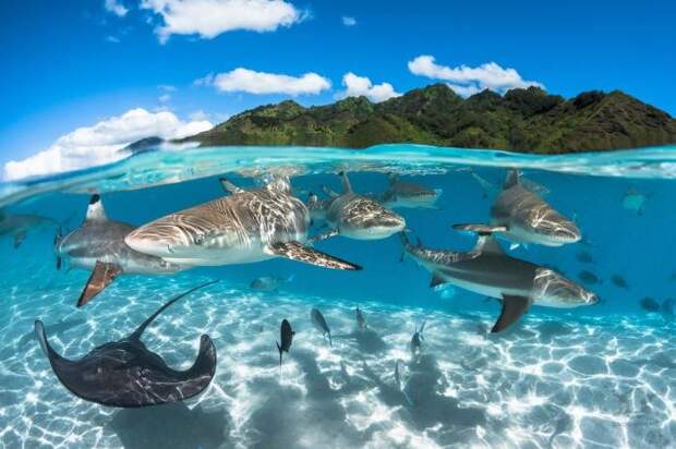 Победители конкурса подводной фотографии Победители конкурса подводной фотографии