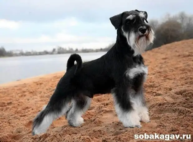 Цвергшнауцер собака. Описание, особенности, уход и цена цвергшнауцера