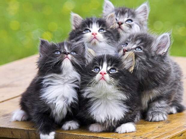 Animals_Cats_Nice_kittens_023054_ (700x525, 101Kb)
