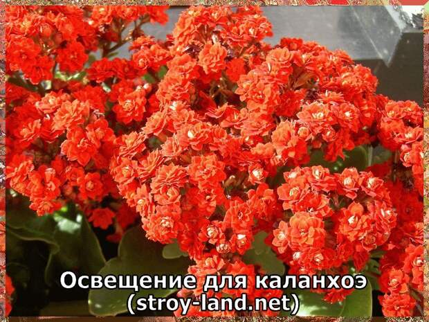 Освещение для каланхоэ