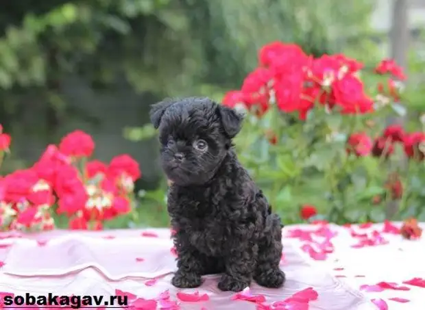 Аффенпинчер собака. Описание, особенности, уход и цена аффенпинчера