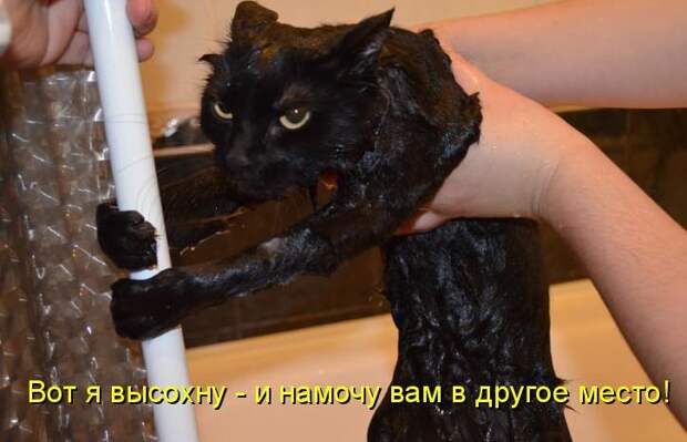 Картинки по запросу фото купание черного кота