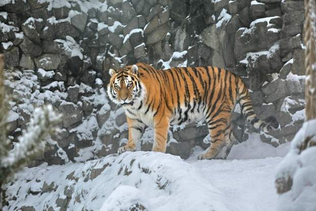 В Лензоопарке могут взять нового амурского тигра после смерти Амадея