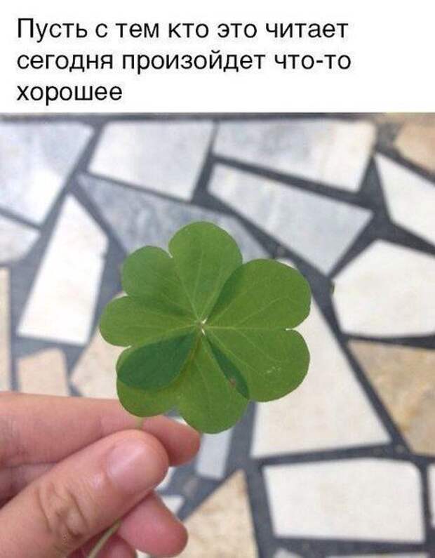 Смешные картинки с подписями (20 картинок)