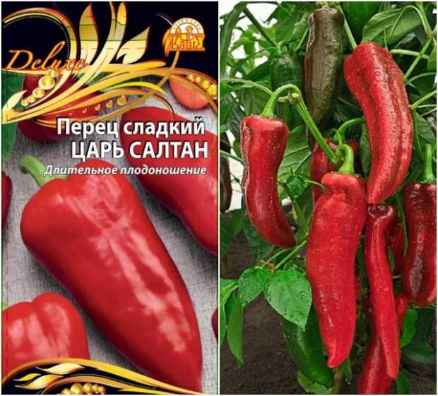 перец царь салтан