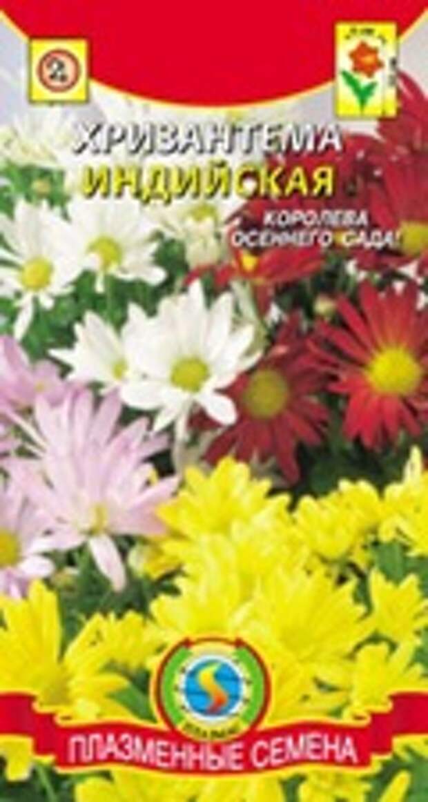 Купить семена хризантемы Купить семена хризантемы