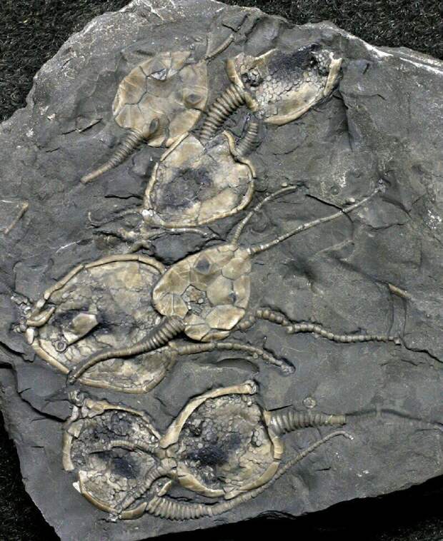 Pleurocystites Squamosus - причудливый ромбовидный цистоид с уплощенной текой ( оболочка тела) миллионы лет, морские обитатели, окаменелости, факты