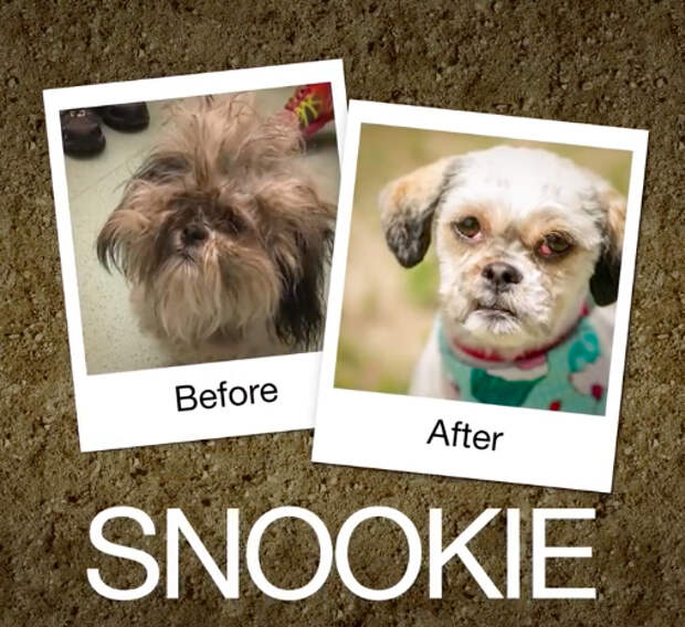 Snookie-e1470664446719
