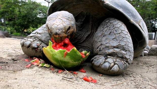 Черепахи так вообще просто обожают не только арбузы, но и другие овощи и фрукты арбузы, животные, милота, прикол, юмор