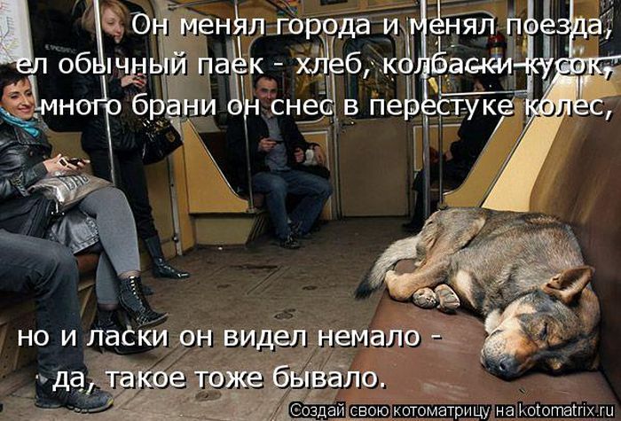 Лучшие котоматрицы недели (50 фото)