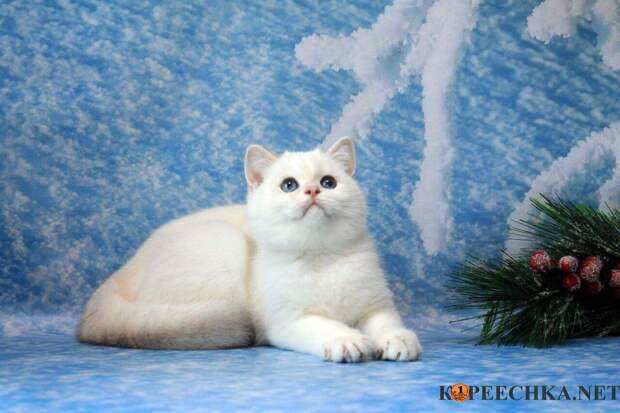 Британец - котенок с синими глазами в Макеевке - 35 000 руб