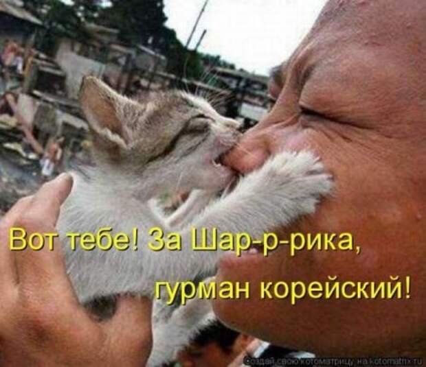 Котоматрицы....самые прикольные