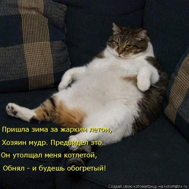 Лучшие котоматрицы недели (51 фото)