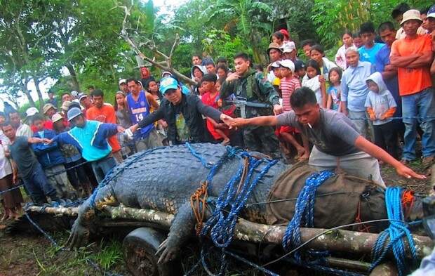 Филиппинцы поймали крупнейшего крокодила