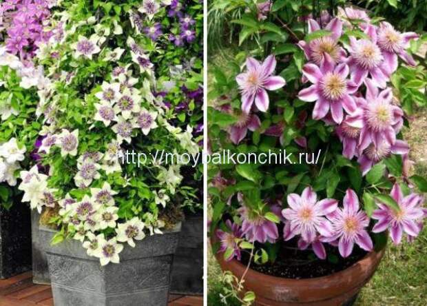 выращивание клематисов
