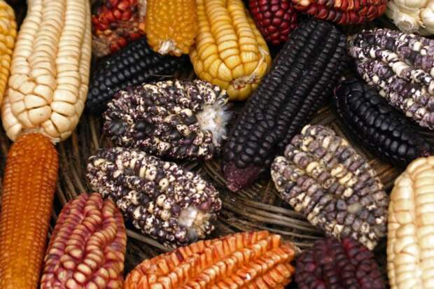 Разные виды кукурузы