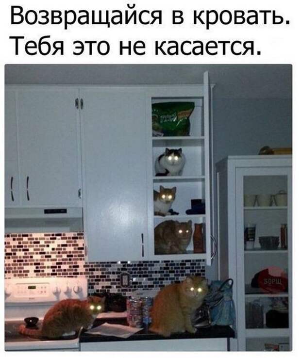Четкая закупка, братан я в Европу и многое другое в воскресных прикольных картинках