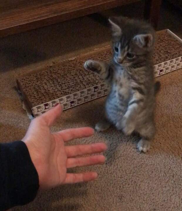 котенок нашел дом серый котенок