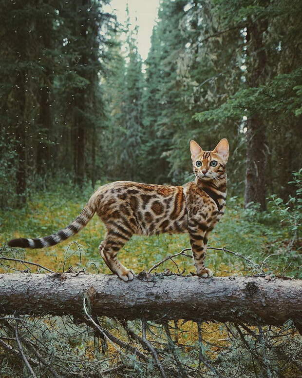 Кошка, которая путешествует больше каждого из нас Кошка, которая путешествует больше каждого из нас