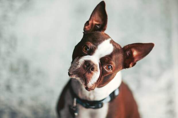 Аллергия у&nbsp;собаки: 7 признаков, которые нужно знать каждому владельцу