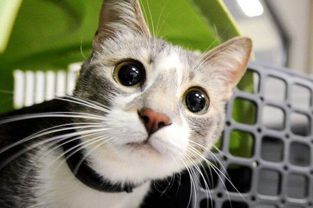 Козлов: В Москве потерянных животных можно найти через электронную платформу