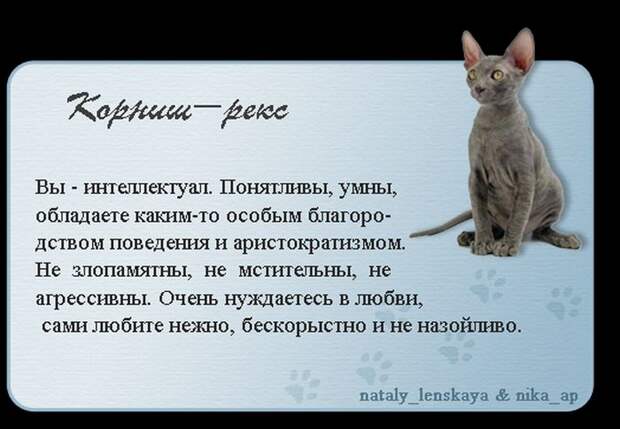 Породы кошек в картинках