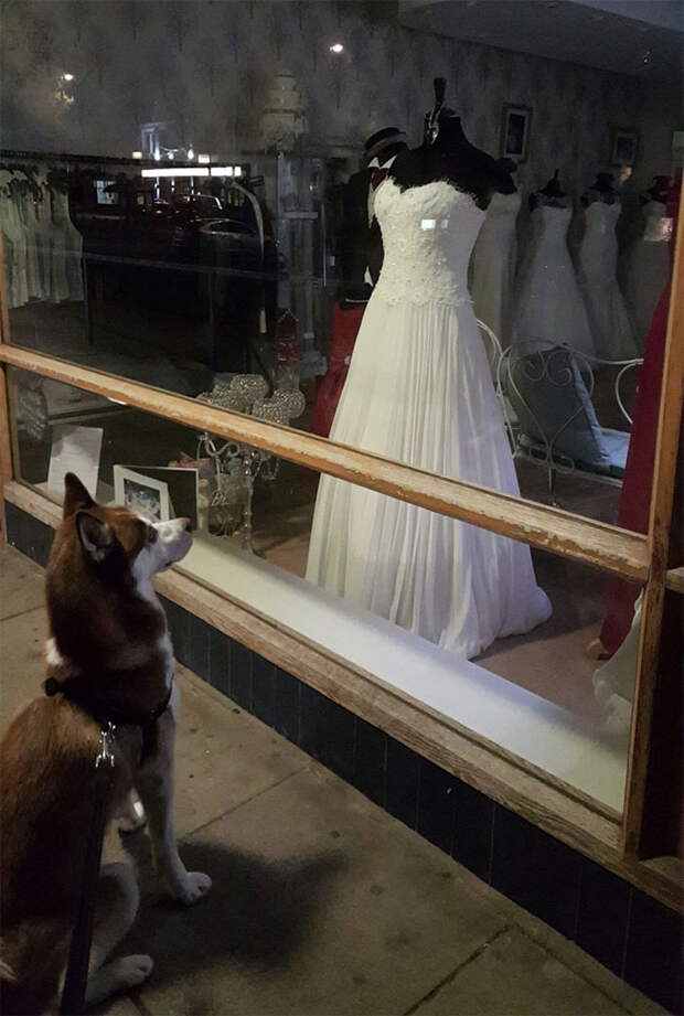 Inside Every Husky Is A Little Girl Who Dreams Of Her Big Day