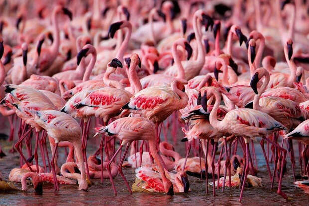 thousandsofflamingo 11 Тысячи розовых фламинго на озере Накуру