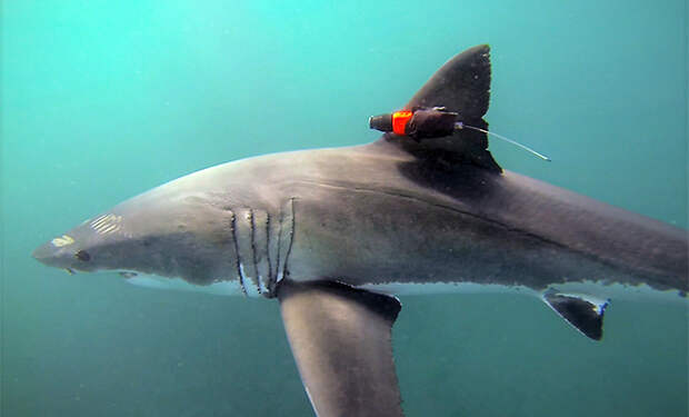 На тигровую акулу установили камеру и проследили, чем она занимается на большой глубине, где ее не видят люди