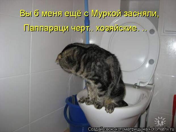 Лучшие котоматрицы недели (50 фото)