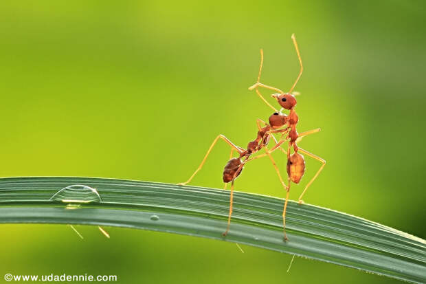 Фотография Don&#x27;t bite me brother автор Uda Dennie на 500px