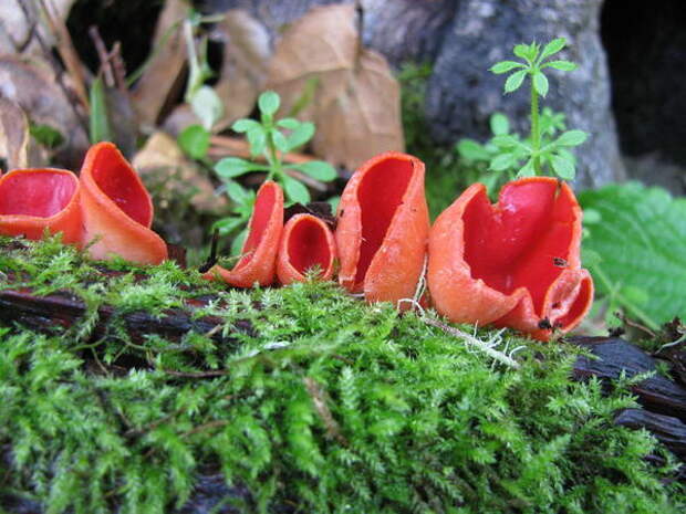 Необычные грибы (саркосцифа алая)