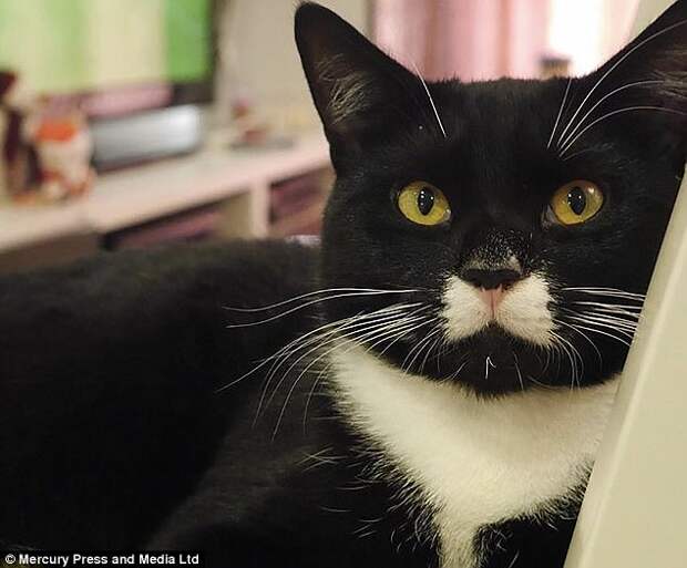 Bugsy the cat looks like he's permanently wearing a tuxedo thanks to his perfect bow tie-shaped marking