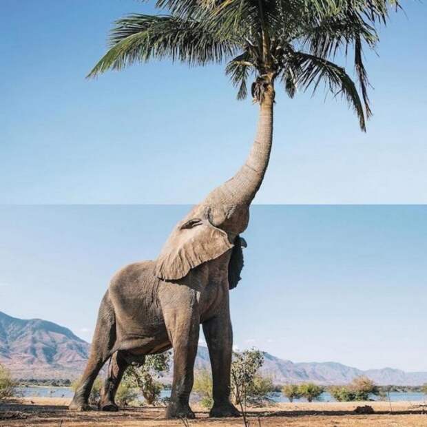 Новый вид в природе - «Пальмовый слон».