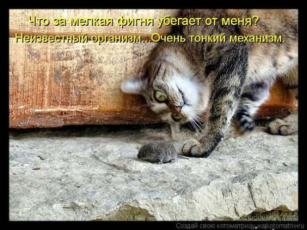 Кошатина да псятинка позитивная, этакая забавная, с надписями, очень много на выходные