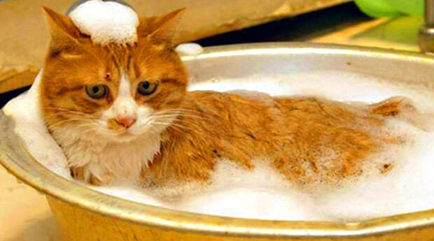 http://veterinar24.org/wp-content/uploads/2014/12/002.jpg