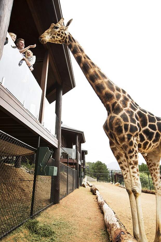 Jamala Wildlife Lodge - необычный отель в зоопарке, Австралия. Фото