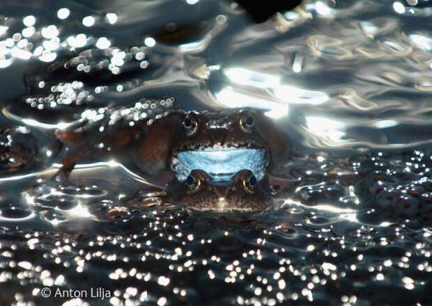 лучший фотограф дикой природы, Wildlife Photographer of the Year 2014 